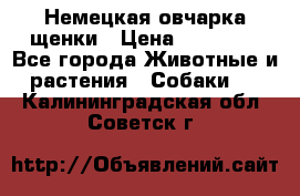 Немецкая овчарка щенки › Цена ­ 20 000 - Все города Животные и растения » Собаки   . Калининградская обл.,Советск г.